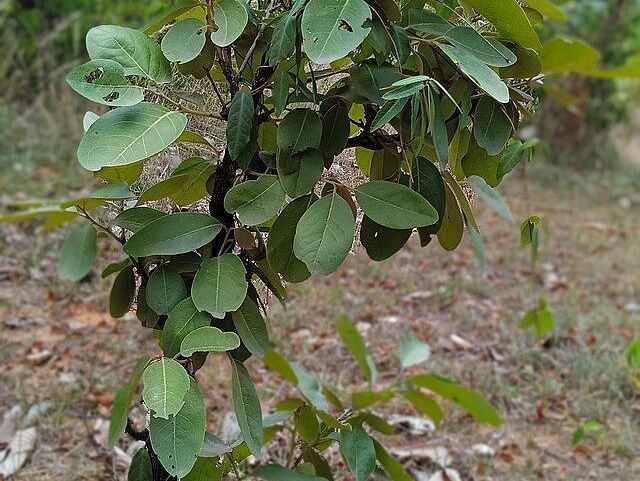 a image featuring Diospyros Melanoxylon (East Indian Ebony Tree or Tendu)