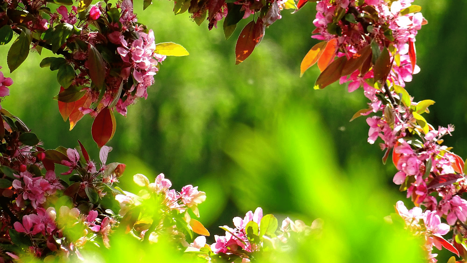 Image of string of flowers with a blurred background.