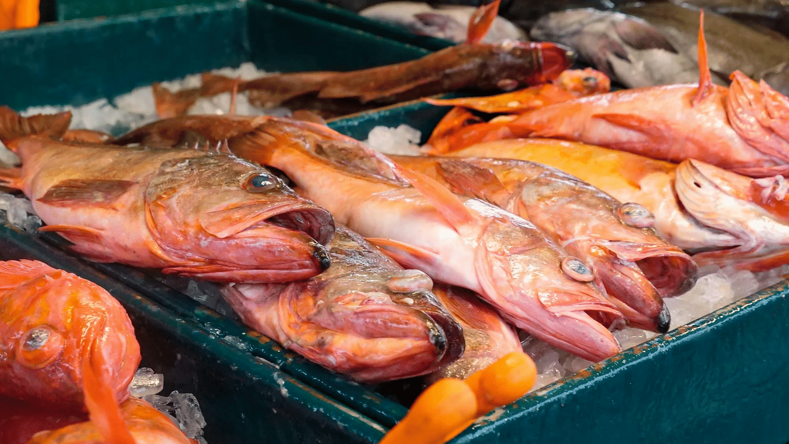 Image of red snapper fishes on a box of ice