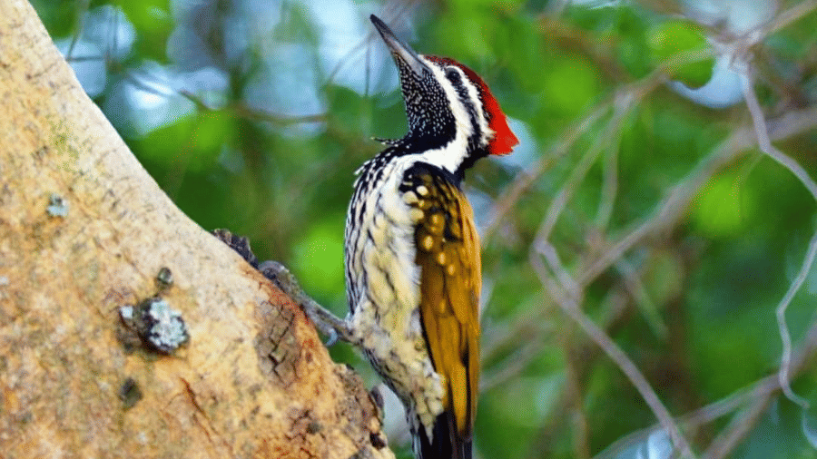 Birdwatching at Nagarahole with a vibrant bird on a branch.