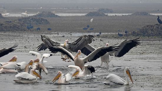 Birding at Ajabgarh Dam