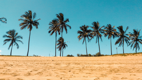 Palm tress line by the side of a beach with sands around it