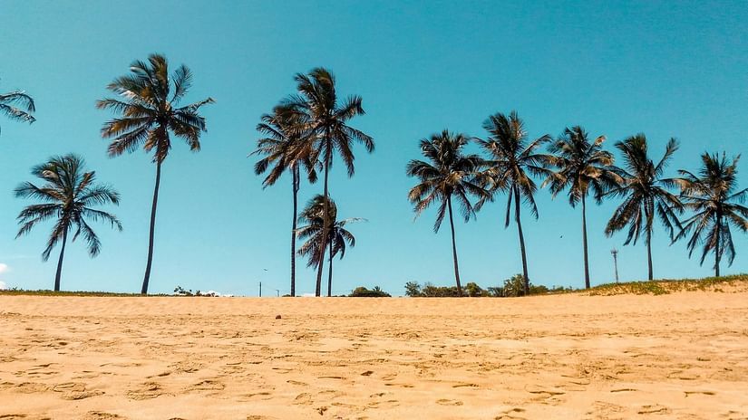 Palm tress line by the side of a beach with sands around it