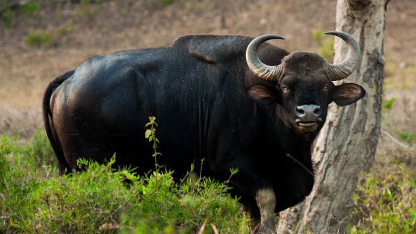 indian bison kerala wildlife Sarovar Hotels