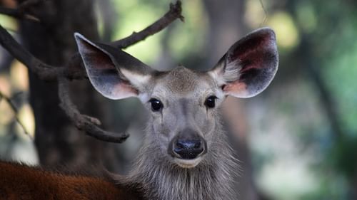 A close up shot of a deer with a tree in the background at ranthambore national park