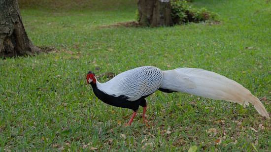 SILVER PHEASANT