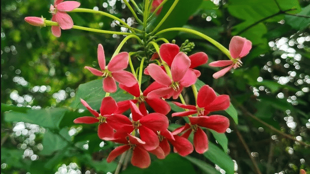 Flora of Andaman Islands