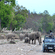 A herd of wild elephants crossing a dirt road near a safari jeep in a forest setting.