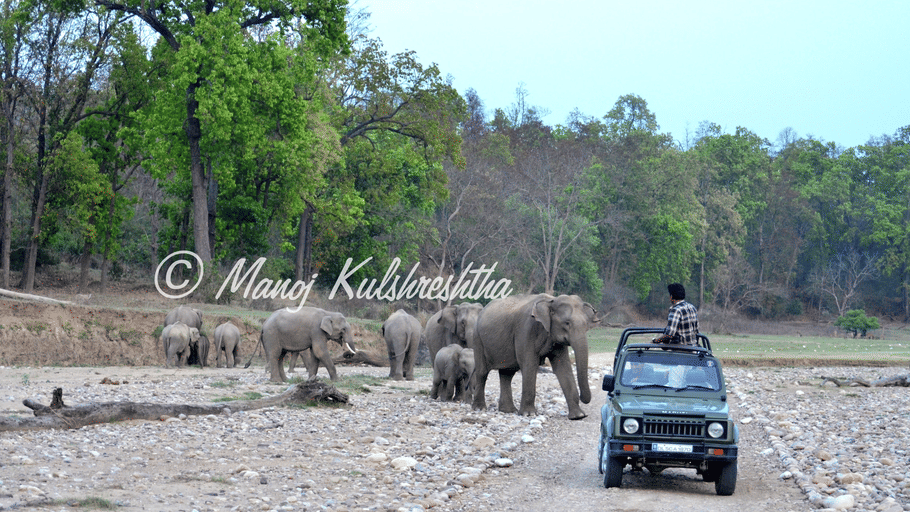A herd of wild elephants crossing a dirt road near a safari jeep in a forest setting.