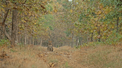 Drive through the Satpura National Park, Satpura Resort, Jungle resorts in Madhya Pradesh, Forest resorts in Madhya Pradesh,  Wildlife resorts in Madhya Pradesh