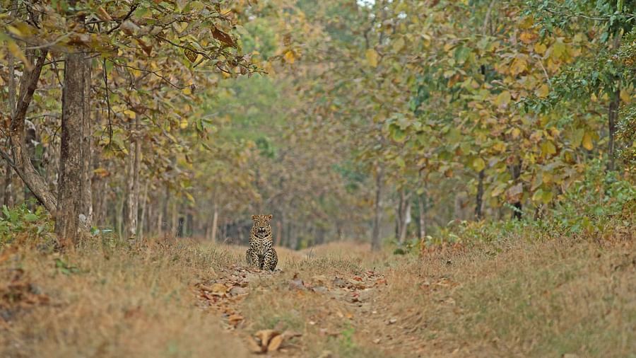 Drive through the Satpura National Park, Satpura Resort, Jungle resorts in Madhya Pradesh, Forest resorts in Madhya Pradesh,  Wildlife resorts in Madhya Pradesh