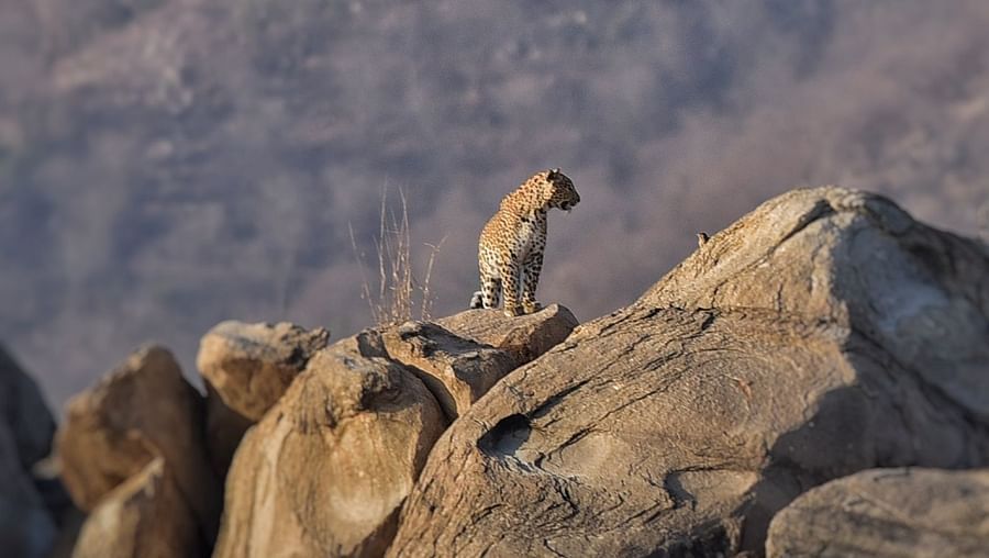 An image of a tiger sitting on a rocks with beautiful mountains in the background