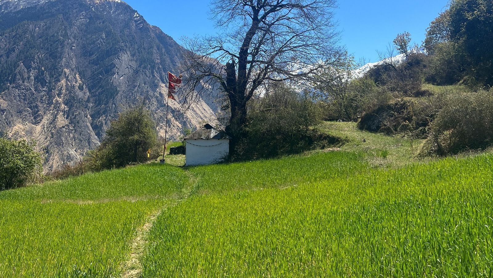Image of a field with green plantations and mountians in the background | Faraway Cottages, Auli
