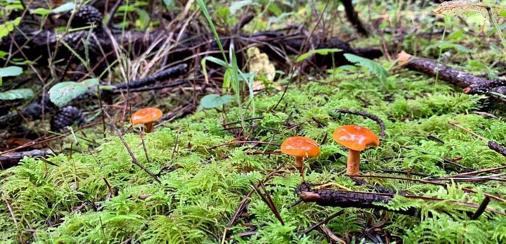 Two small mushrooms with smooth caps and stems growing on a mossy surface, with other plants visible in the background.