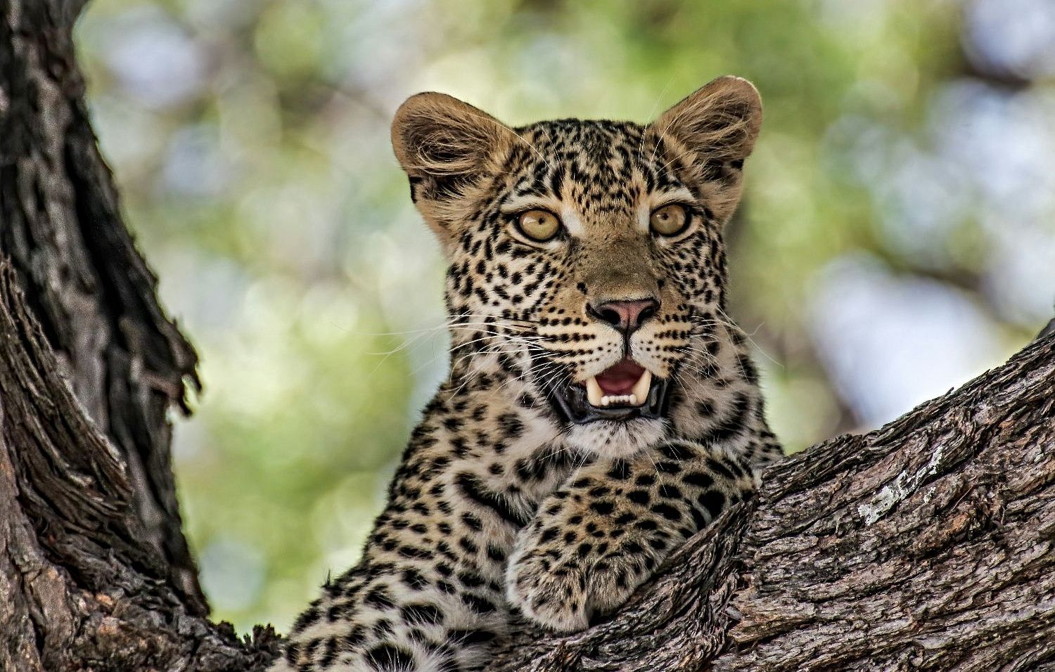 LEOPARD'S EYES