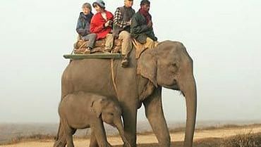 Tiger Camp Resort, Corbett Uttarakhand Elephant Safari Corbett3