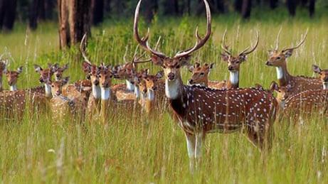 Ranthambore,Hotel Sarovar Portico Jaipur