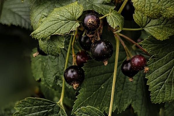 free-photo-of-black-currants-on-a-branch-with-green-leaves