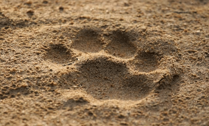 lion 1