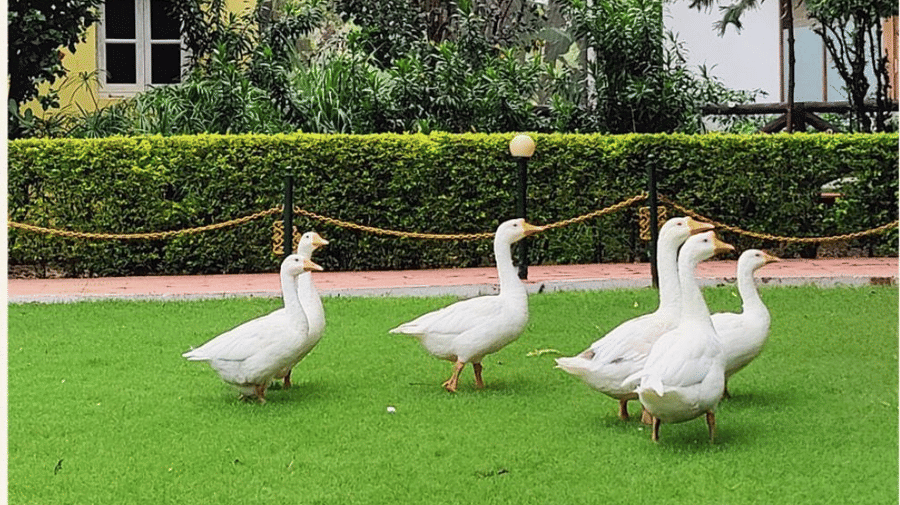 4 white ducks stand on a manicured green grass lawn near hedges at Amantra Shilpi Resort, Udaipur.
