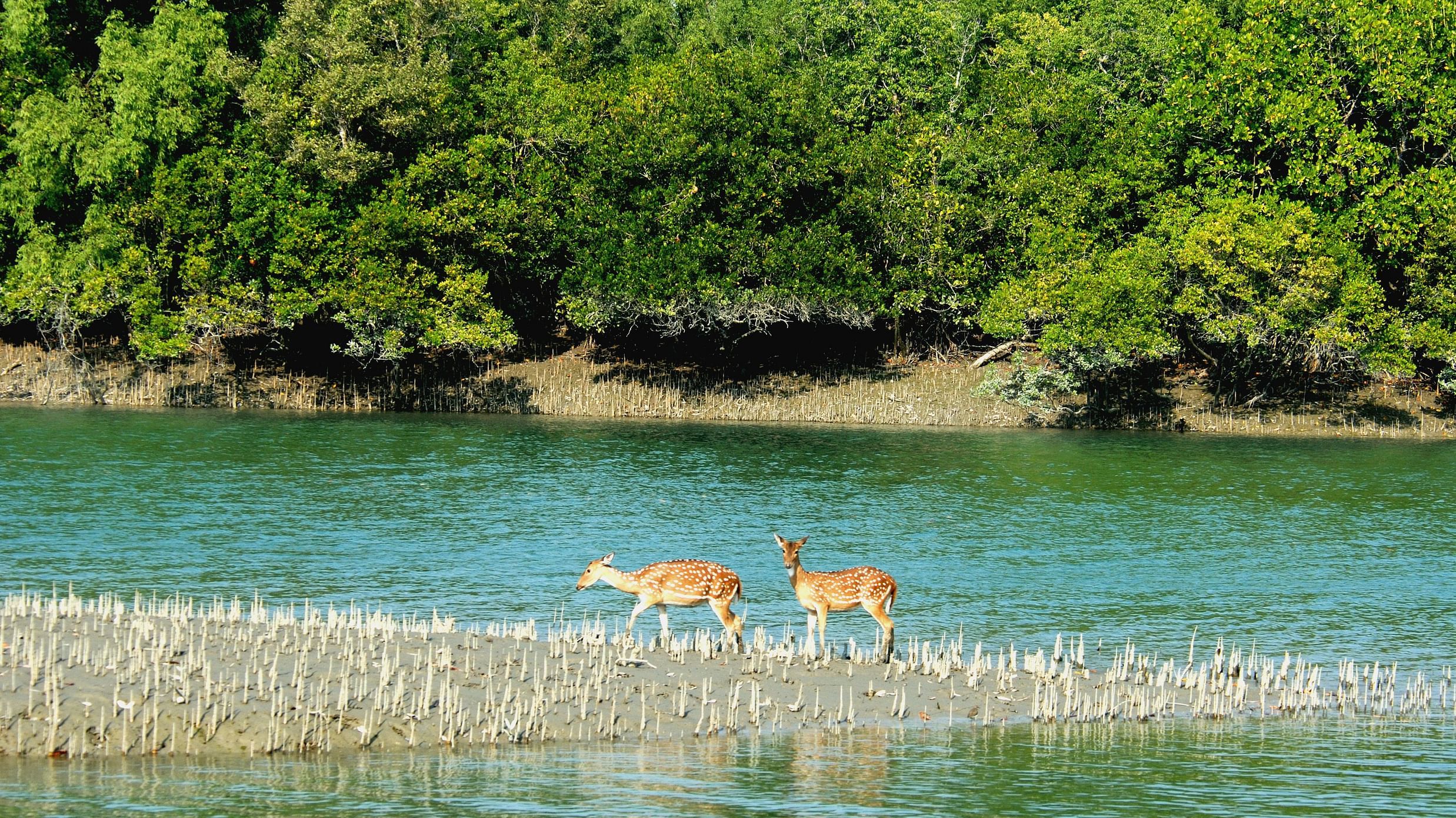 Spotted Deer in Sundarbans