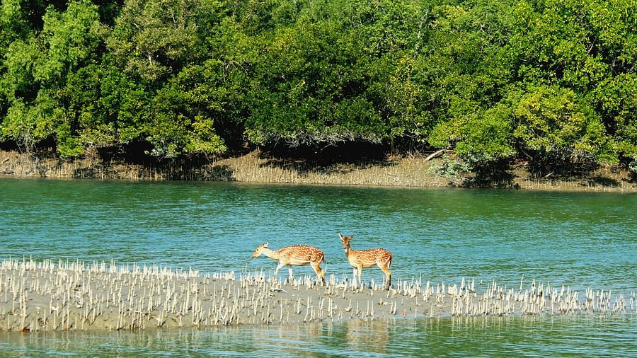 Spotted Deer in Sundarbans
