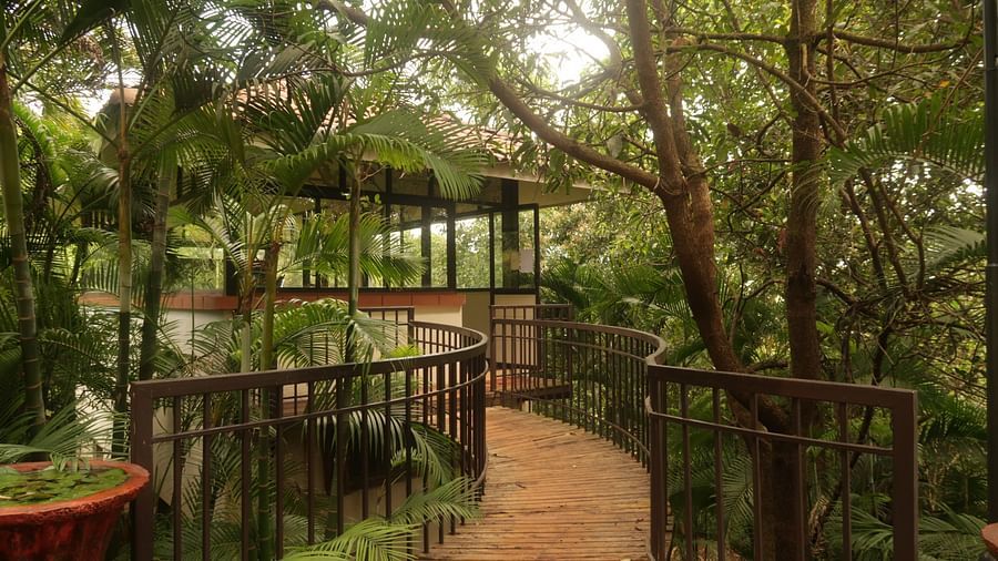 A wooden walkway meanders through a verdant, tree-filled area at Forest Escape resort.