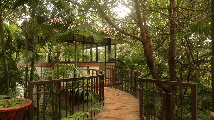 A wooden walkway meanders through a verdant, tree-filled area at Forest Escape, a resort for team outing near Pune..