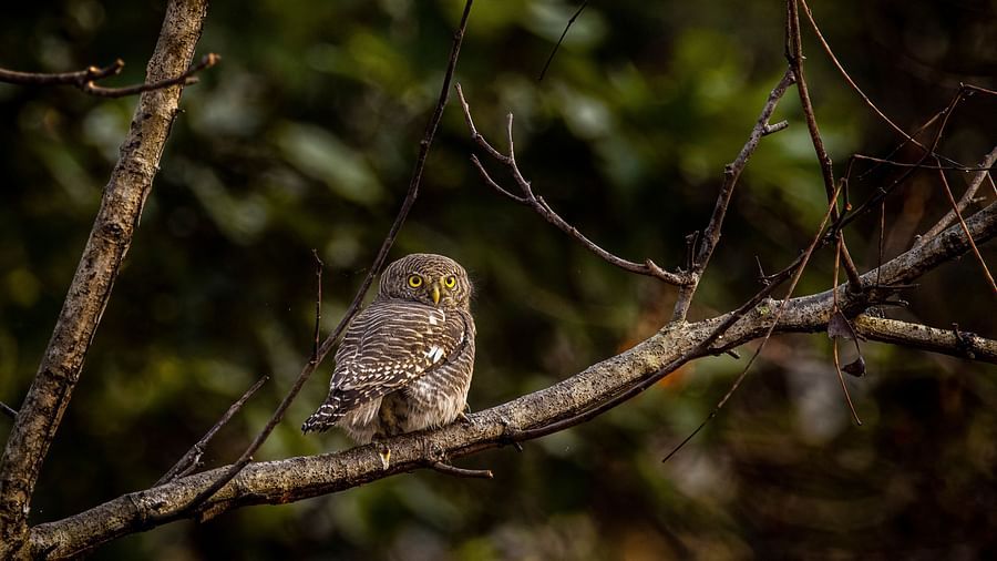 A close-up photo of a small bird resting on a branch.
