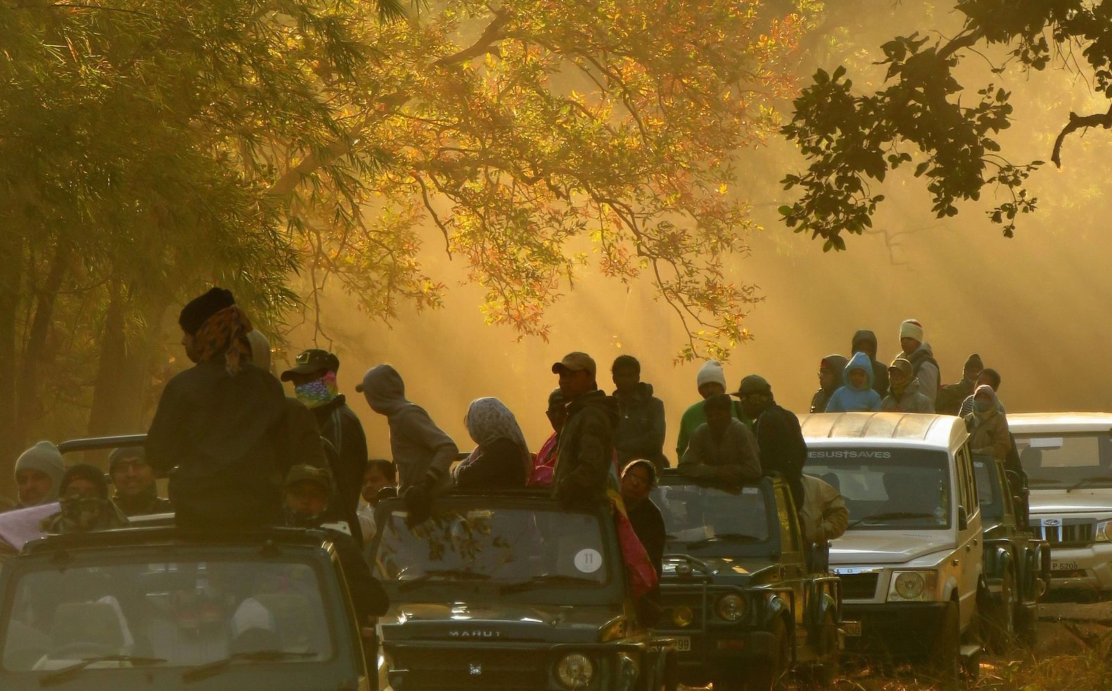 A group of tourists standing on jeeps waiting to spot an animal during a safari in Tadoba National Park.