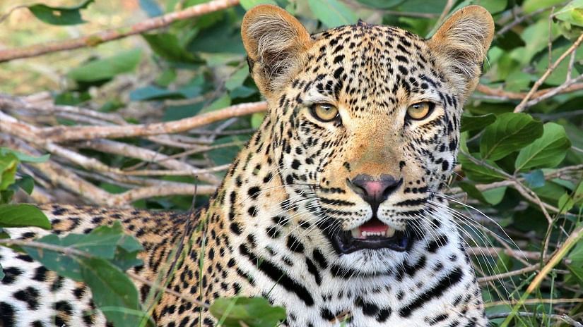 A portrait of a leopard
