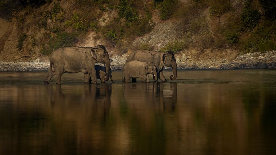 A image with two big elephants along with two small ones crossing a water still, with the forest in the background.