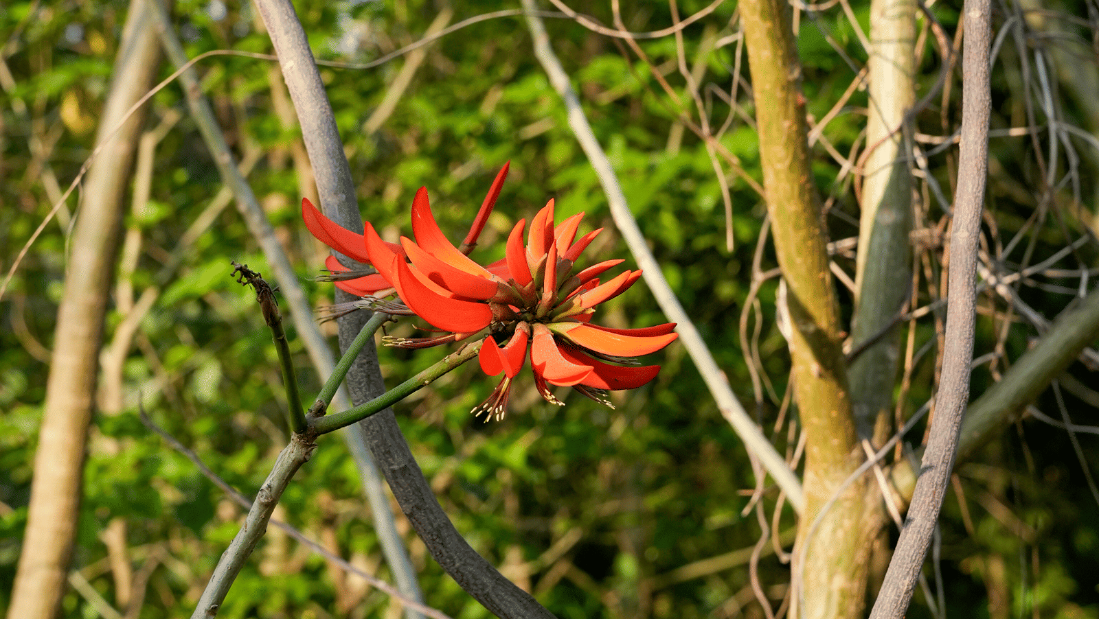 bio-diversity-park-3