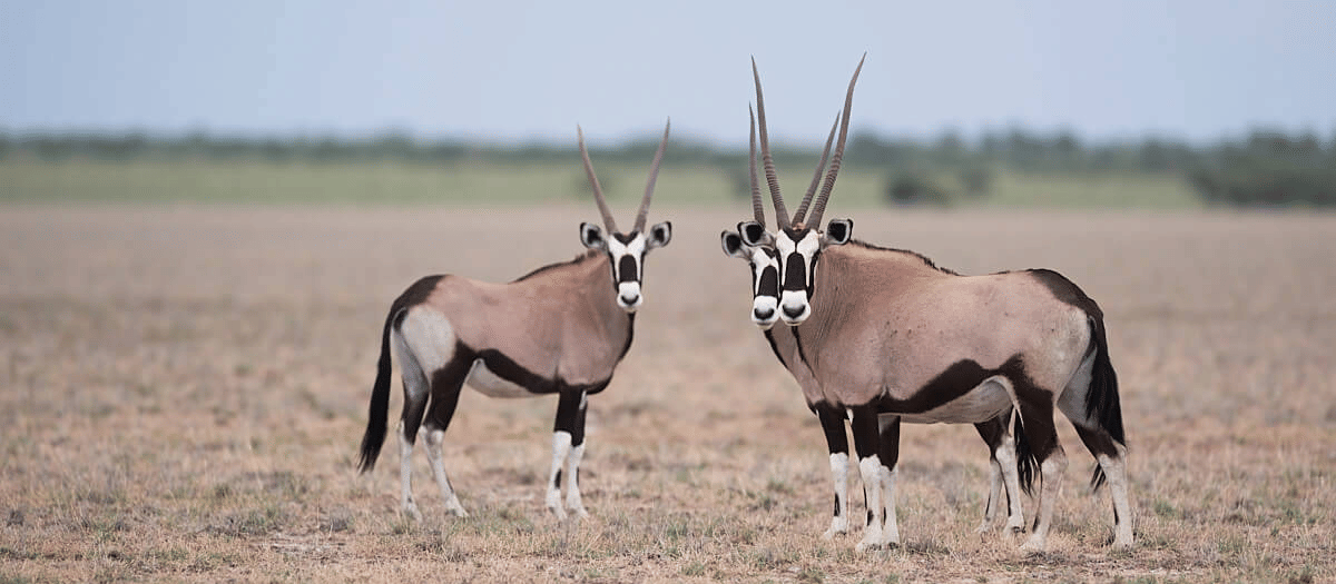 ORYX