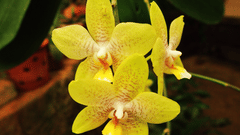 Tranquil Resorts, Wayanad Wayanad yellow orchid