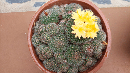 Cacti blooming
