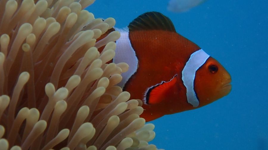 Nemo Clownfish in Andaman Sea Photo by Avi Singh
