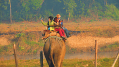 Elephant jungle safari in Kabini