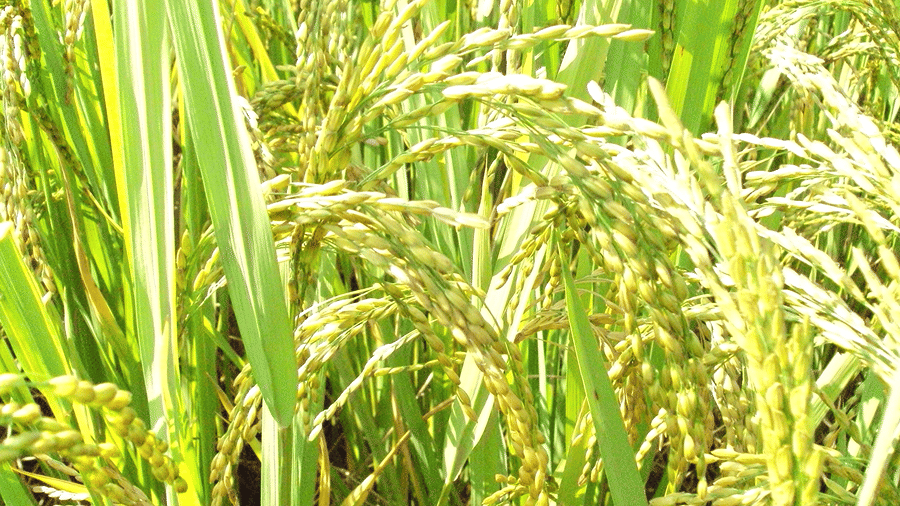 Green paddy fields in Coorg during the monsoon