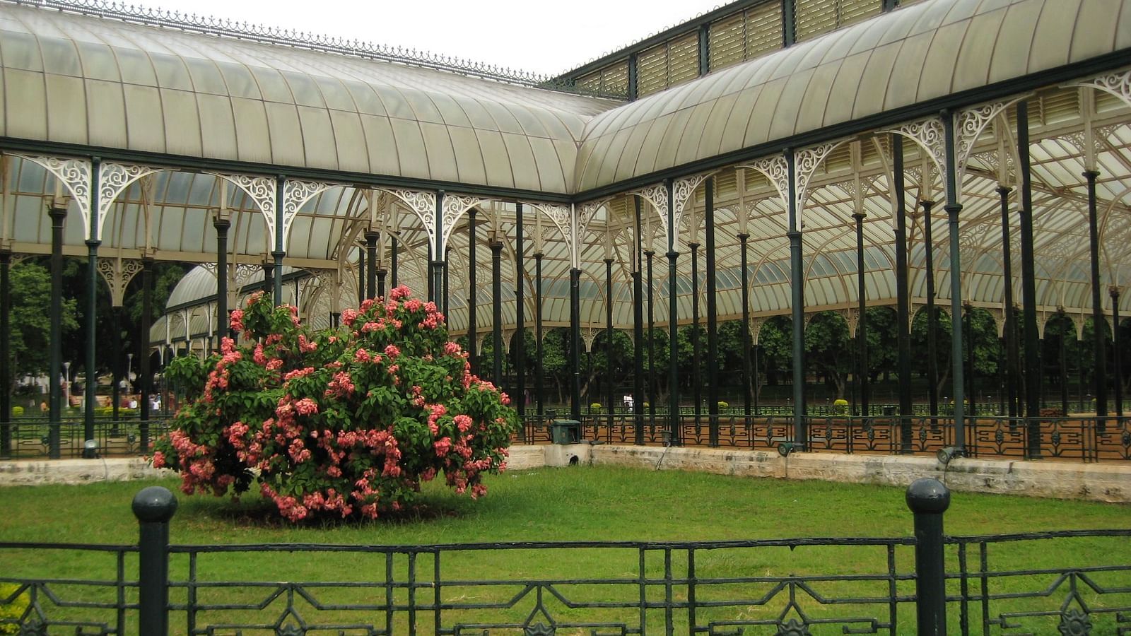 A image of Lalbagh Botanical gardens during daytime fearuing a colourful tree