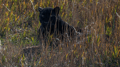 A close up shot of a black panther sitting in a grassland looking into the camera.
