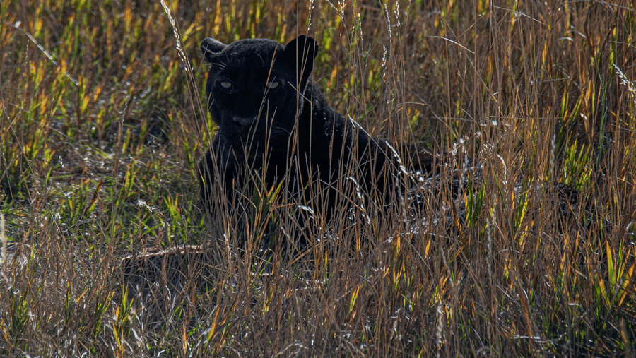 A black panther sitting in a grassland on a sunny day