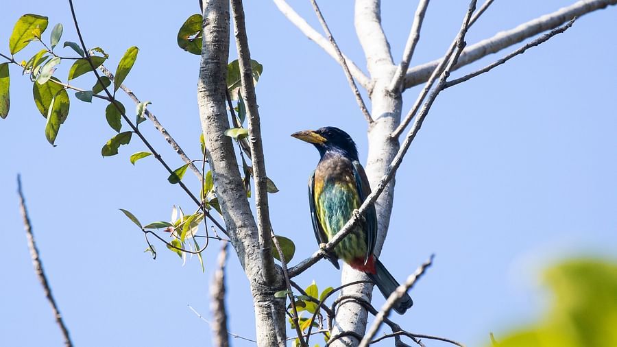 A photo of a bird perched on a tree branch, looking up, captured in a day light.