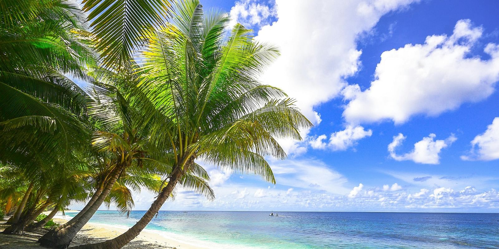 An image of a shore whrre waves are hitting the sand and there are also palm trees moving along the wind 
