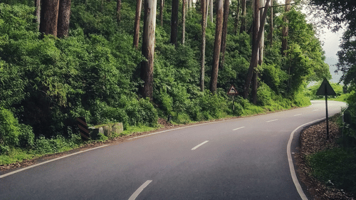 A winding road curves through a dense forest of tall, slender trees, creating a pathway into the depths of nature.
