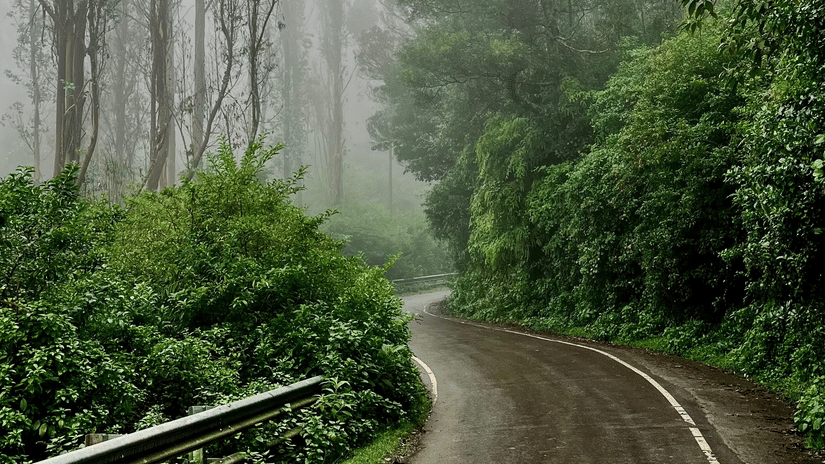 Foggy road lined with tall trees and guardrails on the route from Bangalore to Chikmagalur.