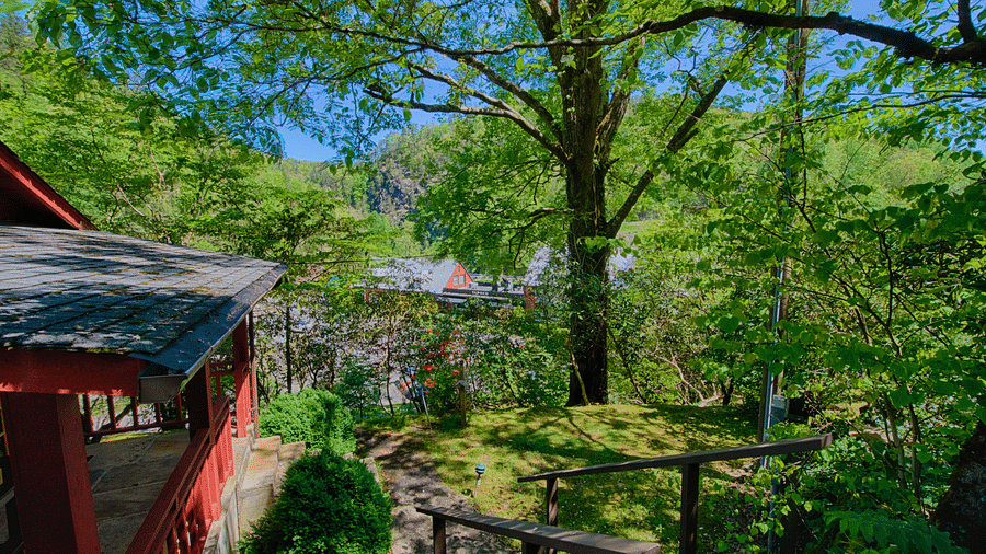 a huge tree amidst the forest greenery besides the wooden lodge - Historic Tapoco Lodge