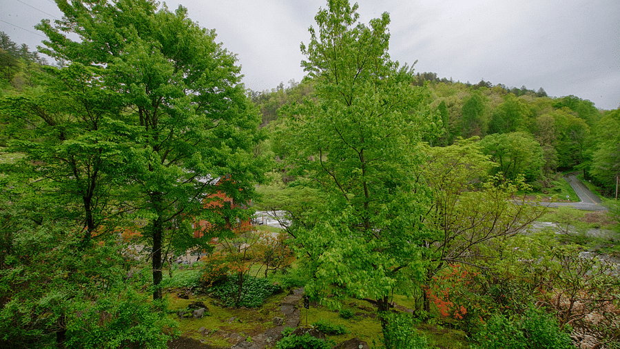 a lush green view of the forests with tall trees with a cloudy overcast sky in the background - Historic Tapoco Lodge