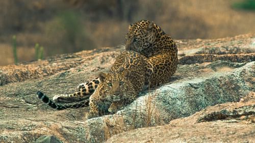 a leopard laying on a rock