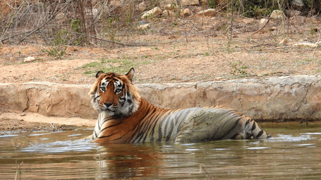 An overview of a tiger resting in a water body in Sariska Tiger Reserve, one of the premier Alwar tourist places, near Utsav Camp Sariska. 